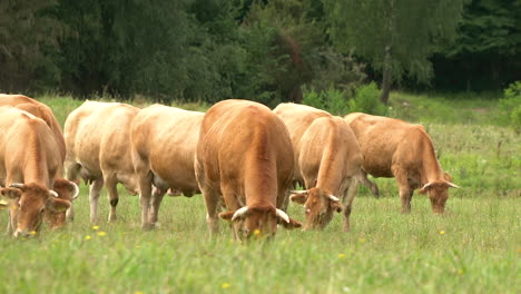 Familie-Von-Kühen-Und-Rindern,-Die-Im-Sommer-Auf-Dem-Grünen-Feld-In-Polen-Grasen