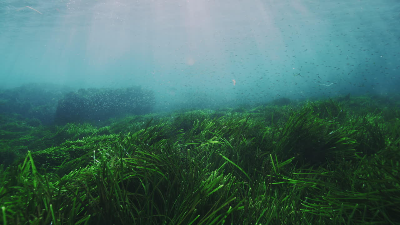활기찬 해조류 풀 위를 날아다니는 물고기의 천천히 움직이는 수중 촬영으로 자연의 수중 서식지와 생물 다양성을 보여줍니다.
