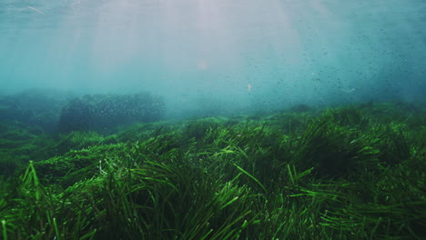 slow-motion underwater shot of fish gliding over a vibrant seaweed grass bed, showcasing the natural underwater habitat and its biodiversity