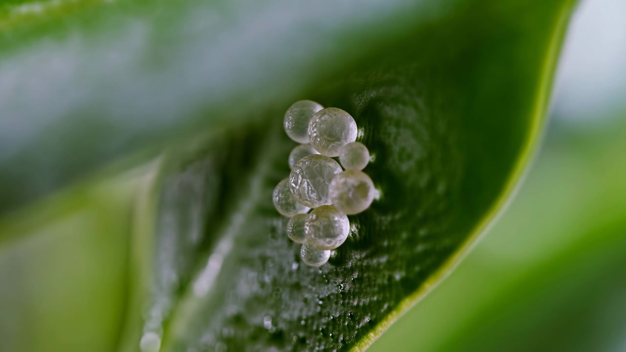 Macro ravvicinata di uova di insetto su una foglia, un grappolo sferico traslucido annidato in una foglia arricciata di pianta tropicale.