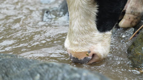 Nahaufnahme-Einer-Wildkuh,-Die-Nach-Starkem-Regen-In-Ecuador-Braunes-Wasser-Des-Amazonas-Trinkt