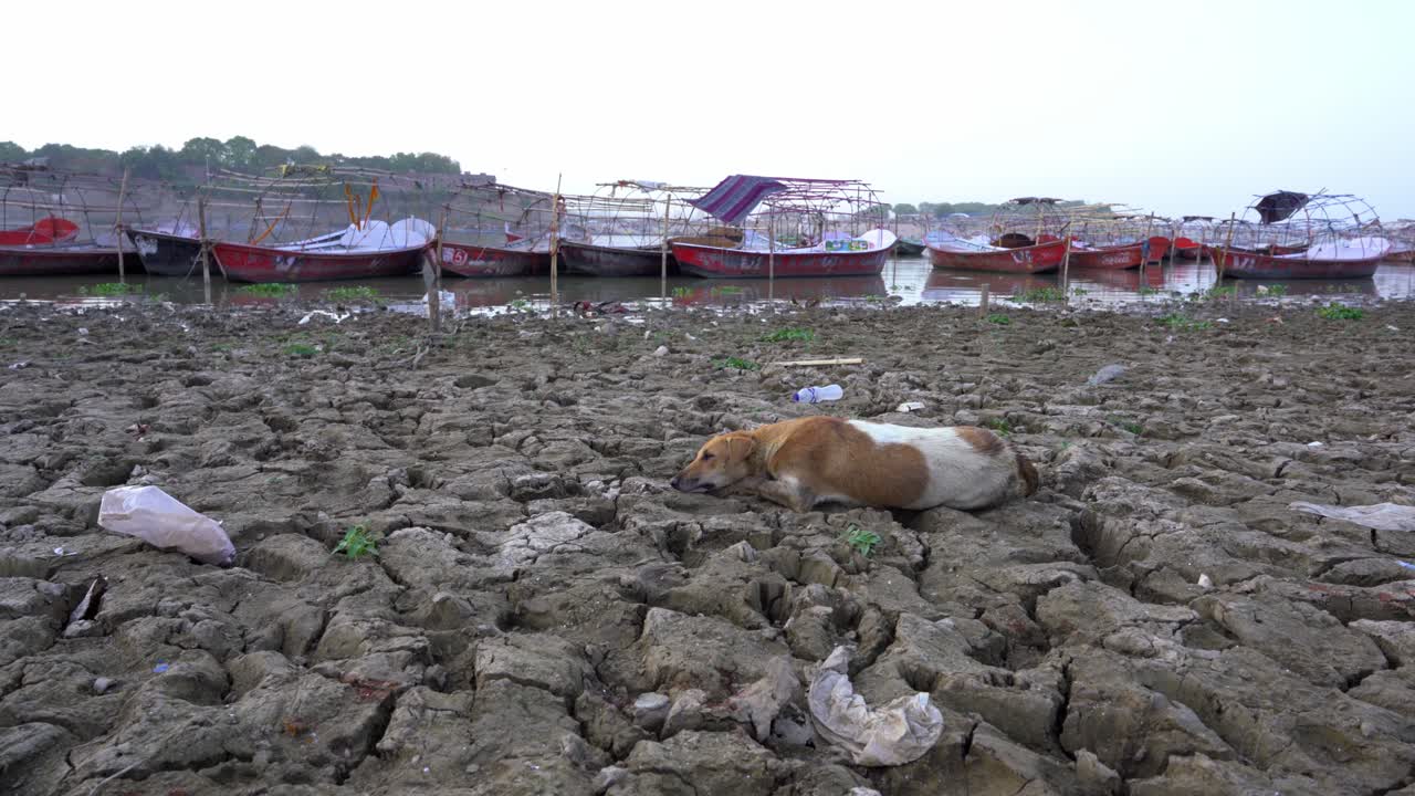 Thirsty dog resting on dry and cracked soil in summer heat wave with empty tourist boats at Hindu religious site Triveni Sangam in Prayagraj, Uttar Pradesh