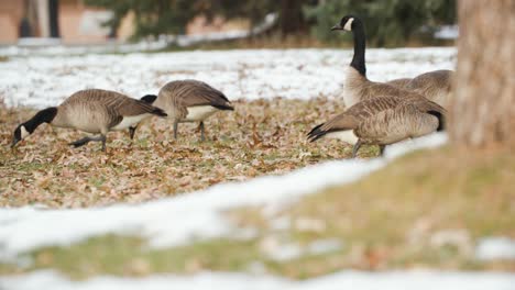 Herde-Kanadischer-Gänse,-Die-In-Einem-Park-In-Boulder,-Colorado,-übereinander-Wachen