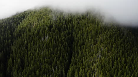 Aerial-View-Dense-Forest-In-The-Mountain-At-Olympic-Peninsula,-Washington,-USA