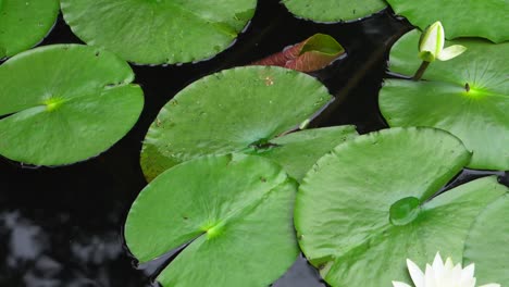 In-Einem-Der-Seen-Des-Zempukuji-Parks-In-Tokio,-Japan,-Gibt-Es-Einen-Wassergarten-Mit-Lotusblumen,-Die-Im-Sommer-Blühen-Und-Ein-Einzigartiges-Schauspiel-Von-Farben-Und-Sehr-Schönen-Formen-Bieten