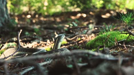 Serpiente-De-Liga-Se-Desliza-A-Través-De-Hojas-Y-Palos