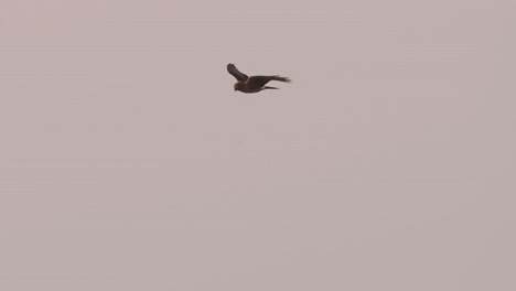 hen harrier flying across sky in ameland