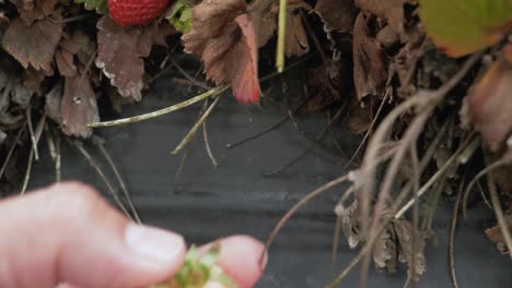 Handpflücken-Reifer,-Saftiger-Gartenerdbeeren-Aus-Tiefliegenden-Pflanzen