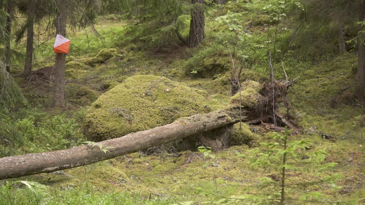 puesto de control de orientación en un bosque de pinos en suecia