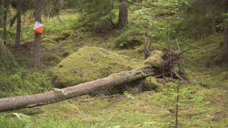 Puesto-De-Control-De-Orientación-En-Un-Bosque-De-Pinos-En-Suecia