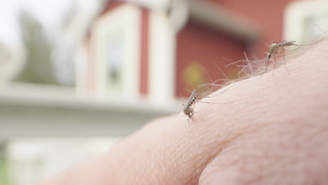 closeup view of mosquitoes biting and sucking blood from caucasian skin