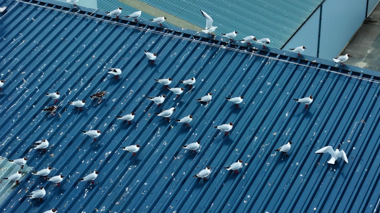 Industrieel dak wordt een tijdelijke rustplaats voor wilde vogels.
