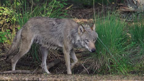 close-up of wet grey wolf walking on river edge, hoge veluwe, dutch wildlife