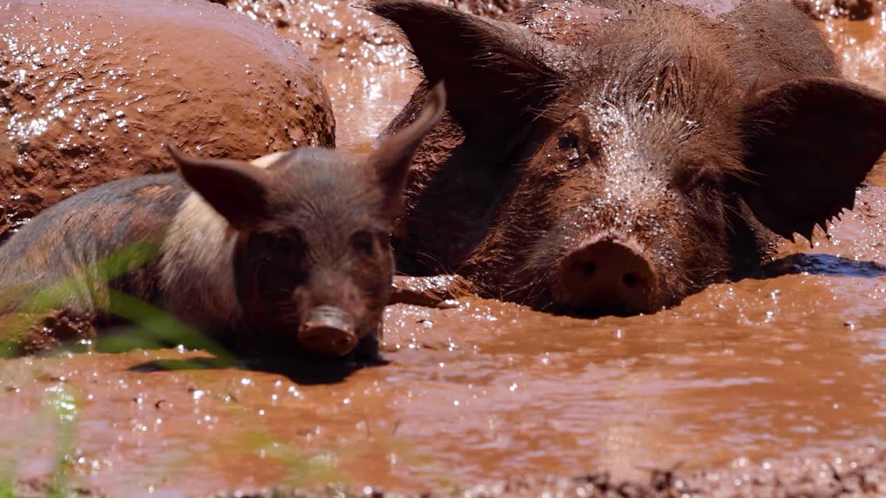 Two piglets enjoy a refreshing mud bath, cooling off under the sun.