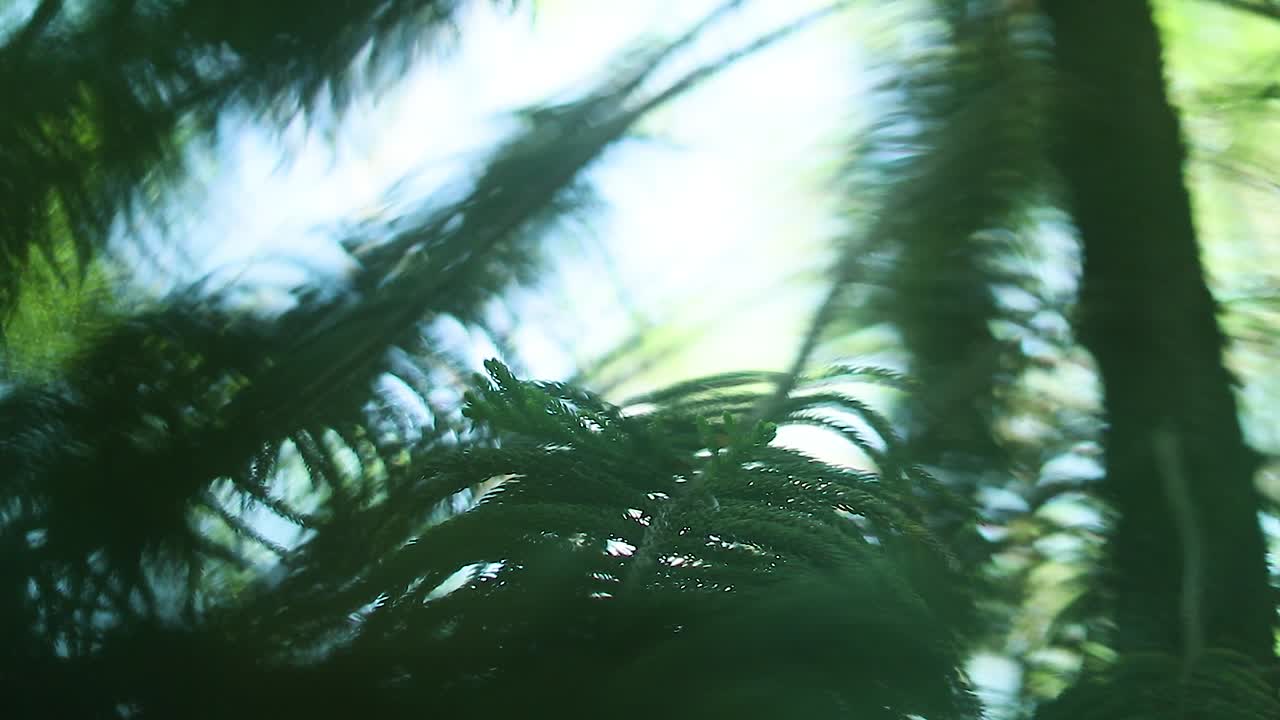 Shallow focus shot of conifer leaves. Handheld, low angle