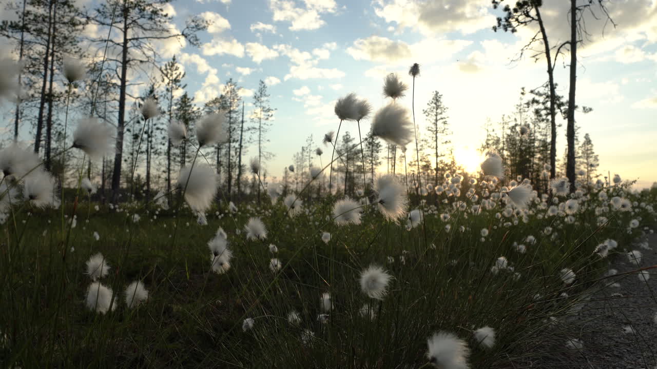 cottongrass contra la puesta de sol en un pantano durante el verano en finlandia