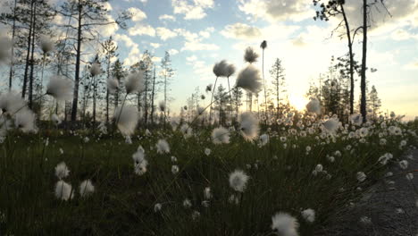 Cottongrass-against-sunset-at-a-swamp-during-summer-in-Finland