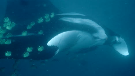 toma en movimiento de manta raya en el mar, cámara submarina