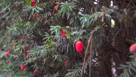 left rotating close up of yew tree with berries