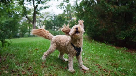 goldendoodle 在公園裡慢動作跳躍尋找甜點