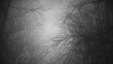 stroll through dark misty woods