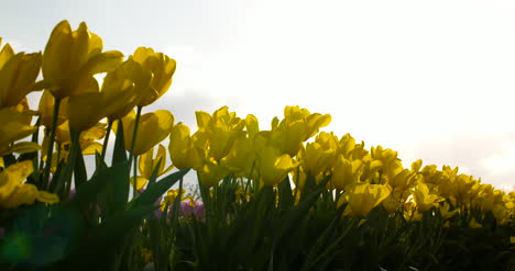 Tulipanes-En-El-Campo-De-Agruiculture-Holanda-11