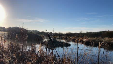 Wetland-pond-vegetation-covered-in-frost,-foggy-sunrise-marsh-scene