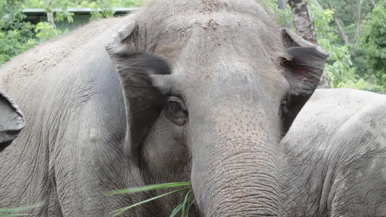un primer plano de un gran elefante asiático domesticado usando su trompa para alimentarse de vegetación verde en un parque tailandés, tailandia