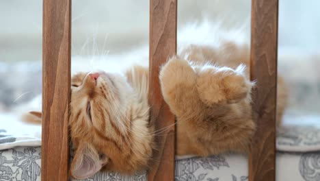 cute ginger cat lying in child bed. fluffy pet poked its head between rails of crib. cozy morning at home