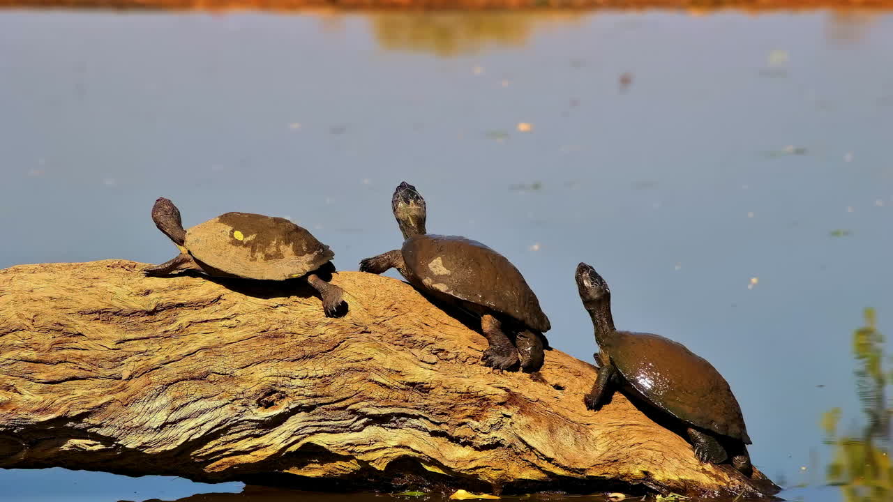 Three muddy serrated hinged terrapins bask in a row on a large floating log before falling into the water one by one