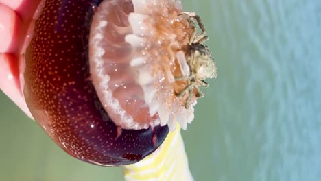 Close-up-of-an-older-white-woman-in-a-swimsuit-holding-a-cannonball-jellyfish-in-Avon,-North-Carolina---vertical-view