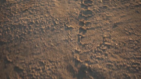 tire treads of the wheel of a bike on the brown sand off road. the treads were made on the fresh mud or sand