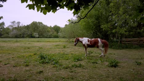 horses playing in a field slow trot and gallop