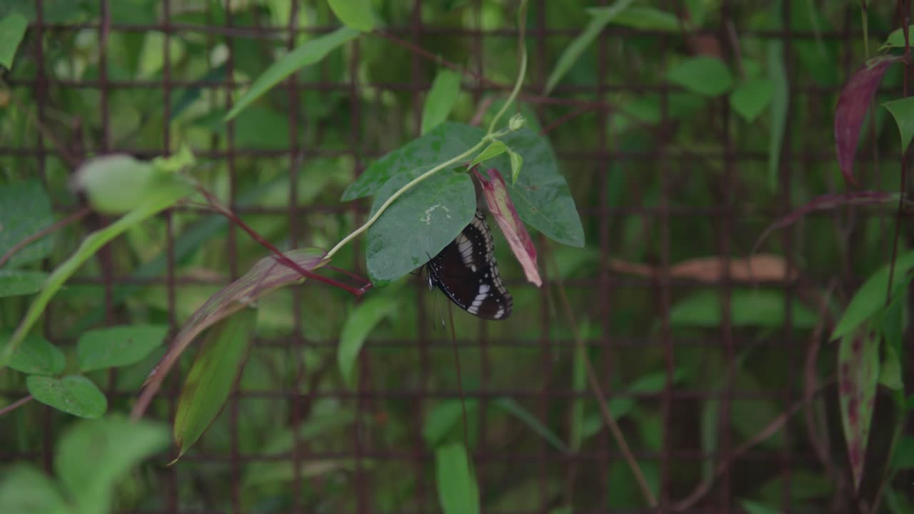 una fotografía de cerca de una mariposa negra con el nombre científico de aquilides, posada delicadamente en una hoja vibrante entre la exuberante vegetación tropical de la india tropical