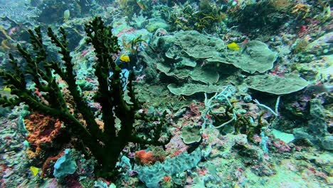 clown triggerfish sleeping in a green coral tree