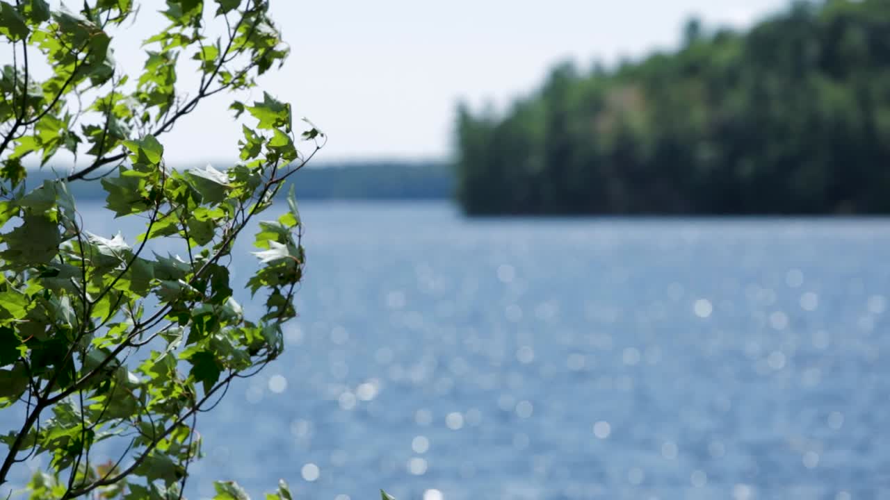 Muskoka Lake, rack focus from one tree to trees on horizon