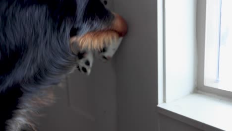 perro emocionado salta para salir, cachorro pastor australiano corriendo afuera
