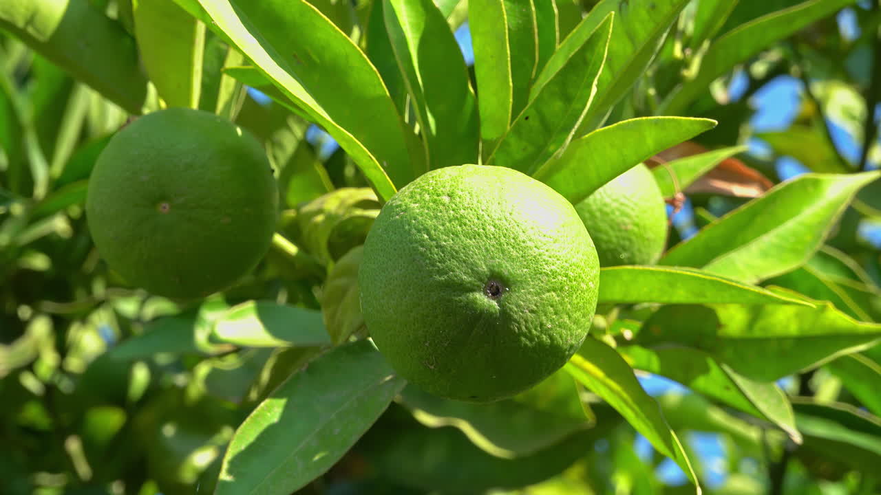 Close up of limes growing on a tree in sunshine