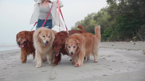 woman walking along the shore of the beach with her dogs