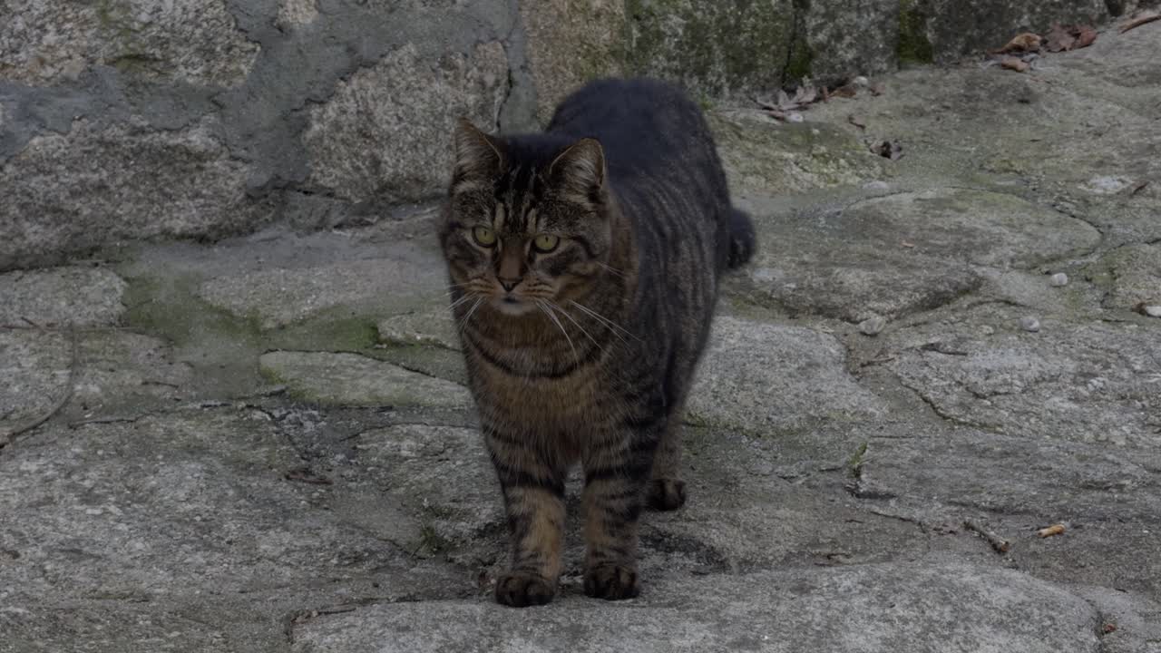 amigable gato tabby marrón mirando a su alrededor y caminando hacia la cámara