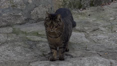 Amigable-Gato-Atigrado-Marrón-Mirando-A-Su-Alrededor-Y-Caminando-Hacia-La-Cámara