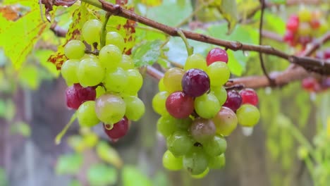 a bunch of grapes on the grape tree in a vineyard