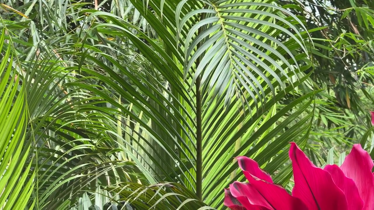 Foglie di palma di un verde vivace e pianta tropicale rossa in giardino.
