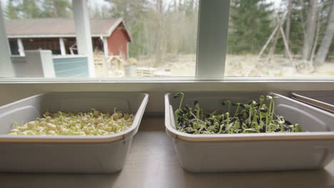 Keimende-Microgreens-In-Behältern,-Grünkohl,-Sonnenblume,-Erbsen,-Nach-Rechts-Gerichtet