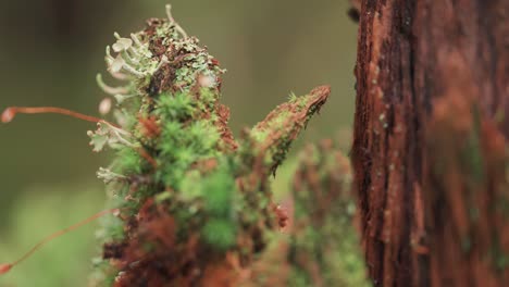 lichen, moss, and mushrooms cover a decaying tree trunk