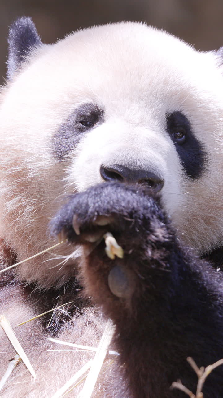 A close up of a panda eating in vertical