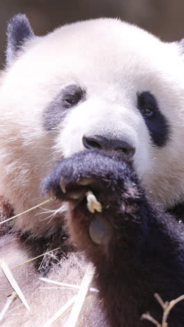 a close up of a panda eating in vertical