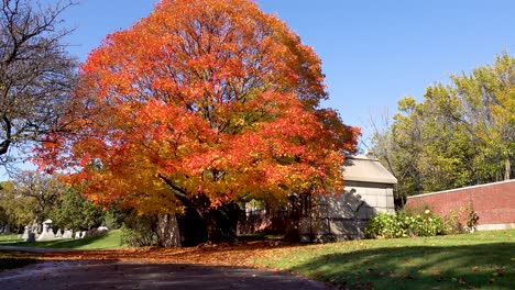 Baum-Mit-Leuchtend-Roten-Herbstblättern-Auf-Einem-Friedhof-4k