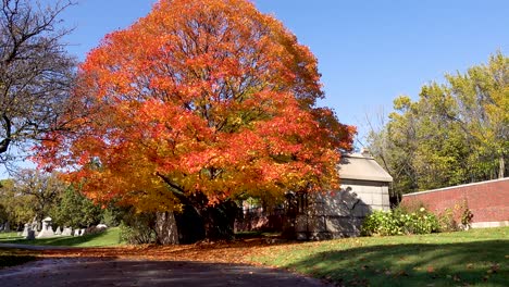 tree with bright red autumn leaves in a cemetery 4k