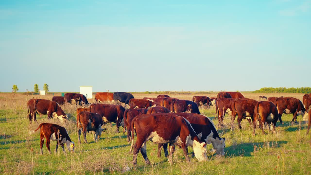 Cows Enjoying Fresh Grass in the Tranquil Silence of a Beautiful, Sunny Autumn Day.